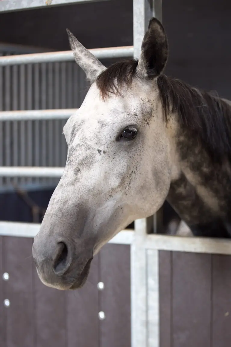 Stutteri med fuldblodsheste
