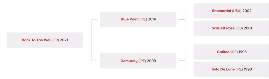 Back To The Well - Dansk Fuldblodshest