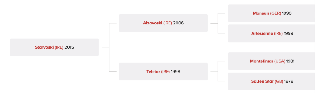 Starvoski - Dansk Fuldblodsheste